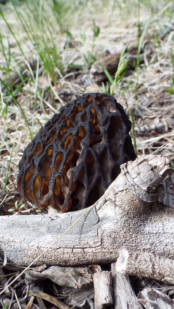 collecting-wild-mushrooms